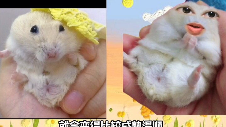 Tikus hamster jenis apa yang cocok untuk pemula? Tiga jenis hamster yang mudah dipelihara, jinak dan