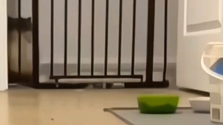 ประตูกั้นแมว? แค่นี้เอง ของเล่นชิ้นเดียวเท่านั้น