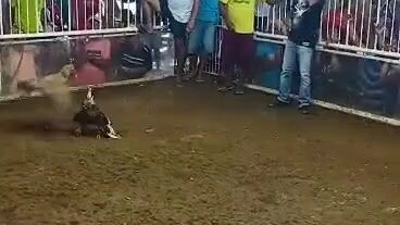 Hennie gold 3x Winner