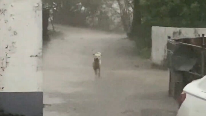 น้องหมาก็คงไม่ชอบวันฝนตกเหมือนกันนะ