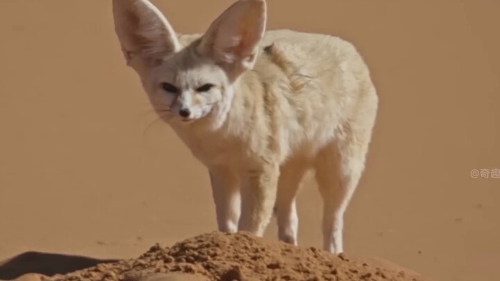 “ก็คุณชื่อฟินนิกไง”