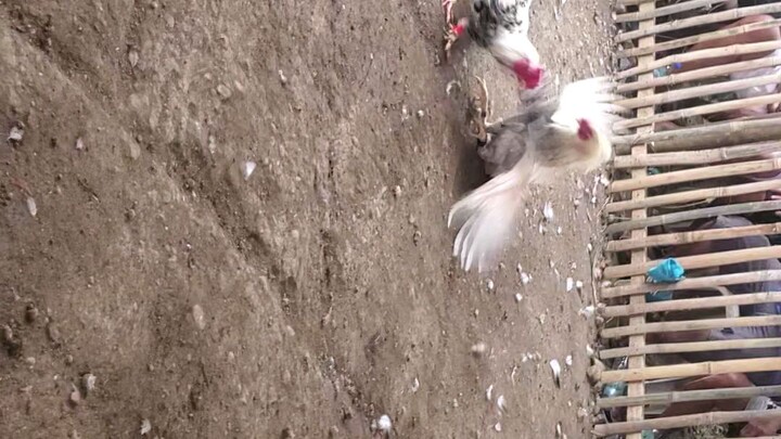 4 times winner na kanawayon ko mga bossing walang zugat