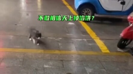 Sau khi chú chuột rơi từ tầng cao, bị người ta đá cho tỉnh rồi quay lại thì đã bị mèo tha đi mất # T