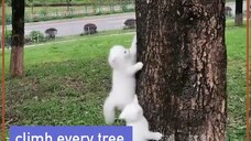 Cat's Grow On Trees