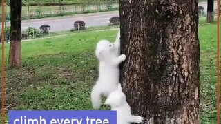 Cat's Grow On Trees