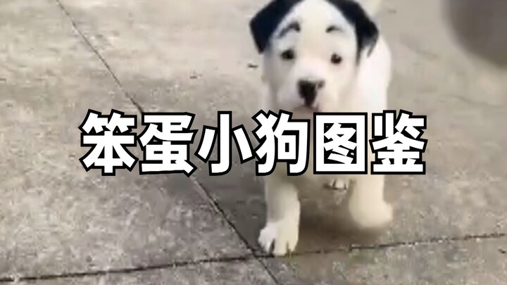 Cẩm nang về những chú cún ngốc nghếch