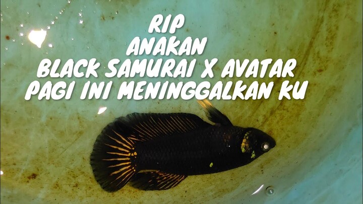 Selamat Tinggal Sahabat, terimakasih,engkau telah menjadi bukti dari hubungan Black samurai x Avatar