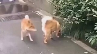 Bên dưới lề đường là một ngôi trường khác rồi