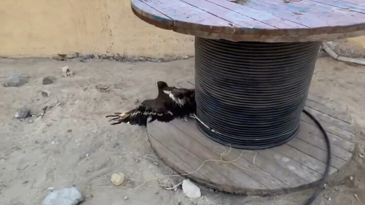 The Real-Life Version of Eagle Catches Chickens
