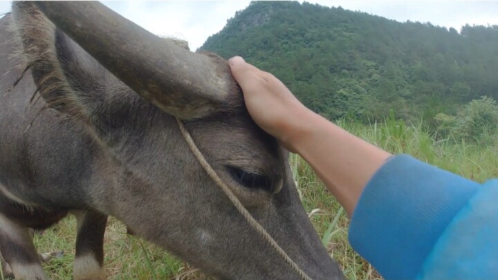 Hardcore cattle herding: Big Black’s unique flavor shines in the daily life of tending the herd.