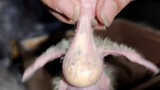 [Hewan]Memberi makan beberapa bayi burung beo kurus