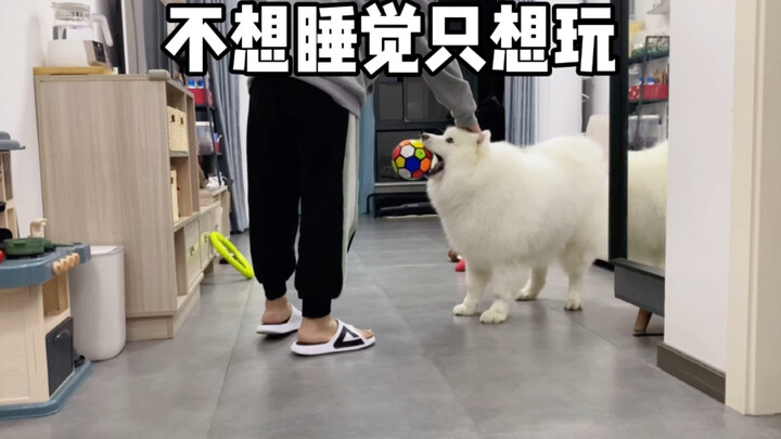 Puppies are just like kids—they refuse to eat properly or go to bed quietly, all they want to do is 