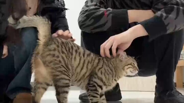 Khi bố mẹ đột ngột rời đi, mèo con sẽ bám theo ai đây? Hai cái tai như muốn tách rời ra mất rồi!
