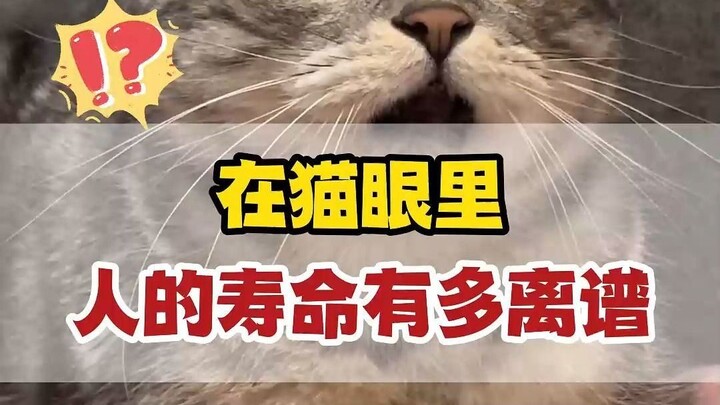 Dalam pandangan kucing, apa sebenarnya tuannya?