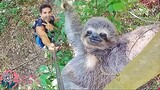 Sometimes animals that forgot they were animals - Funny animals and humans