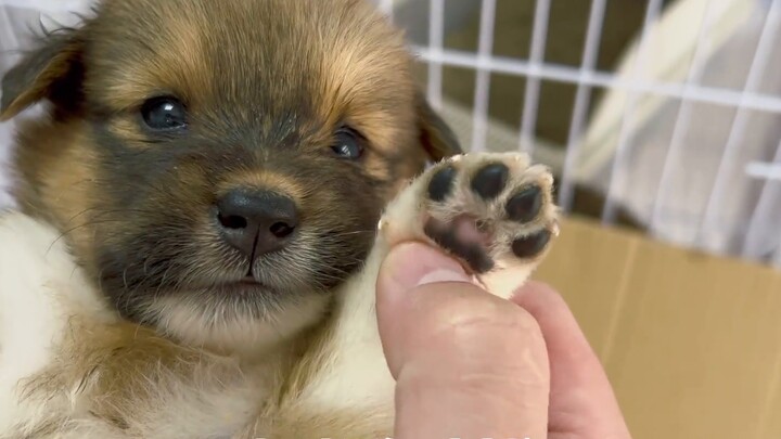 Five more dogs were left outside my door!