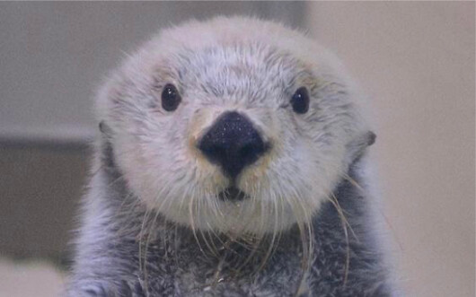 Things About Sea Otters You Didn’t Know～