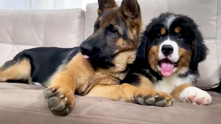 【เยอรมันเชพเพิร์ด】ลูกเยอรมันเชพเพิร์ดกับเบิร์นเนซ สองตัวนี้ตั้งแต่เด็กก็ดำแล้ว