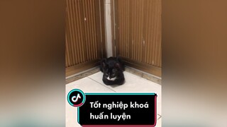 Nhóc nhỏ đã tốt nghiệp khoá huấn luyện mèo meow congratulations meocute Nguyenhoanghaidang mayconmeo lovepet cat catsoftiktok catvideo