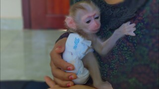 Tiny adorable Luca sits like a human baby with Mom's comfort