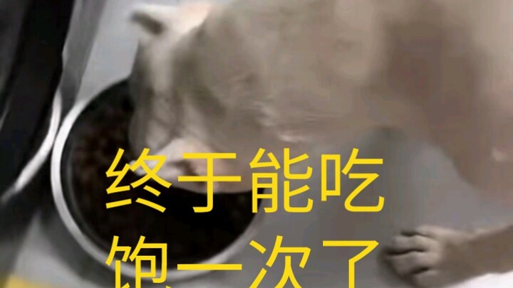 นี่ก็มาอีกหนึ่งตัวที่กินไม่อิ่ม ตะลุยกินอาหารสุนัขไป 2 ชามเลย