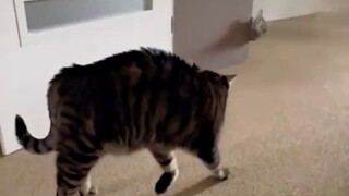 Kucing: Tidak mungkin! Bagaimana caranya ia memblokir bau dan suara masuk ke wilayahku!