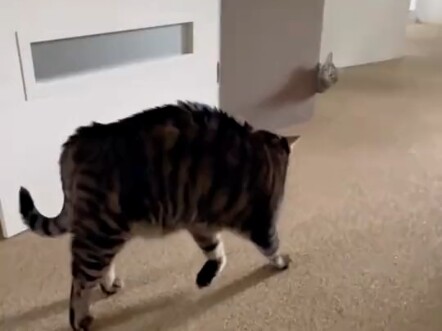 القط: مستحيل! كيف استطاع حجب الروائح والأصوات عن دخول مجالّي؟