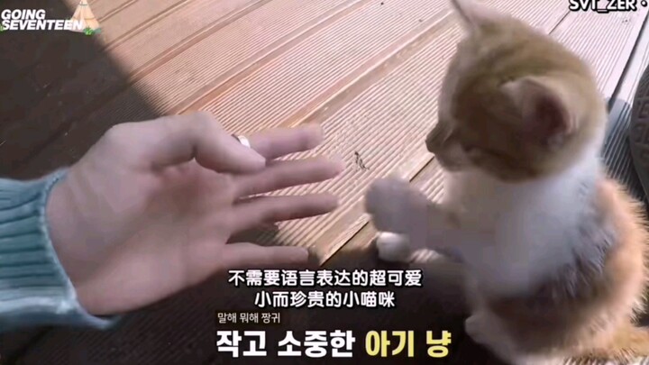 Siapa yang bisa mengerti aku? Adegan ini terus-terusan kutonton berulang kali—orang dan kucing ini b