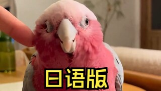 Doesn't look very smart... [Japanese dubbing]