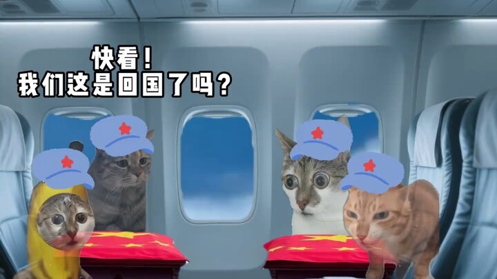 Một nhóm người mạnh nhất cả nước đã trở lại #meme mèo