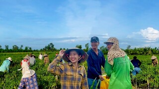 Rộn Ràng Thu Hoạch Trái Mùa Ở Miền Tây - Bà Con Ai Cũng Vui Mừng Đến Giúp Quá Vui | NĐMT#295