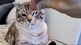 Video by Cats of Instagram