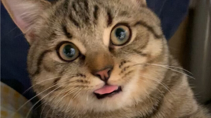 “เรื่องแมวที่บ้านฉันชอบกินเส้นหมี่” คาบเส้นหมี่มาวางบนเตียงฉัน แล้วทำท่าให้ฉันป้อนมันกิน ตอนนี้เก็บเ