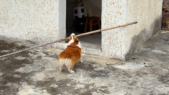 解决狗界难题哈哈哈