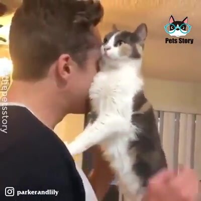 Seekor kucing yang selalu diciumi habis-habisan oleh pemiliknya, sekarang dia sudah tidak bersih lag