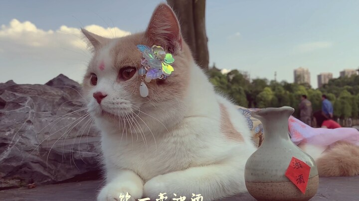 【Kucing Inggris】Momen Manis Xiao Shan yang Gemuk
