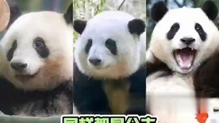 The differences between the three panda princesses