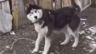 [Thú cưng] Husky: "Tôi ngầu không? Dùng IQ đổi đó."