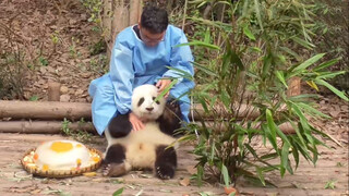 What Happened When A Cute Panda Fell From A Tree