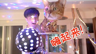 把猫窝改成迪厅，猫：我就是蹦迪王！