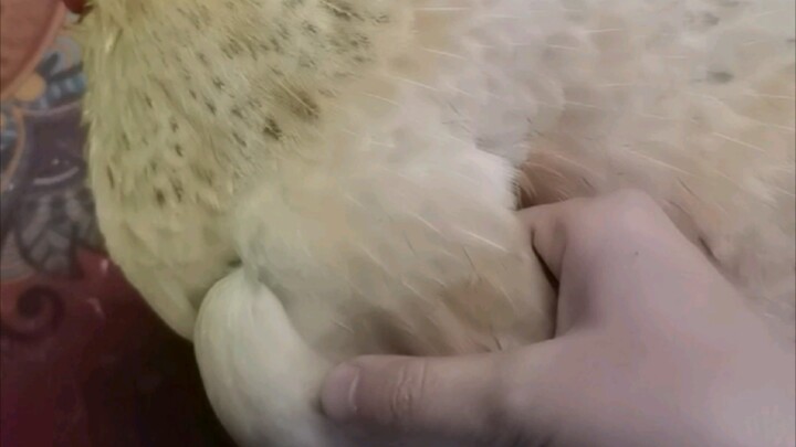 When I reach my hand into the cute chicken’s wings…