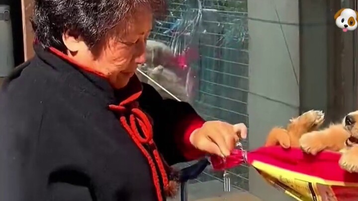 The dog raised by grandma: I really don’t understand how a dog can protect its food