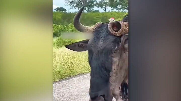 Most Unbelievable Moments Ever Caught On Camera!🤯