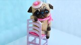 Cute TikTok Pets to Cure All Your Sadness  â™¥ Cutest Pets