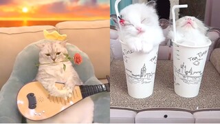 Tik Tok Chó Mèo Hài Hước và Dễ Thương Nhất Thế Giới - Funny Cats and Dogs #11