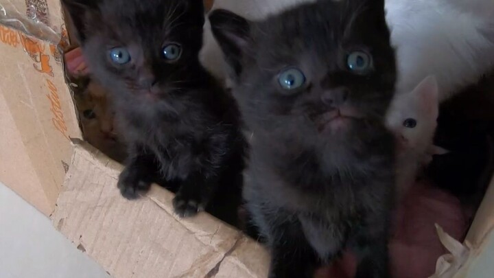 Bà mẹ mèo vĩ đại nhất: Chủ động cho mèo con mới sinh bị bỏ rơi bú sữa!