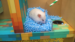 ภารกิจของหนูแฮมสเตอร์ EP 294