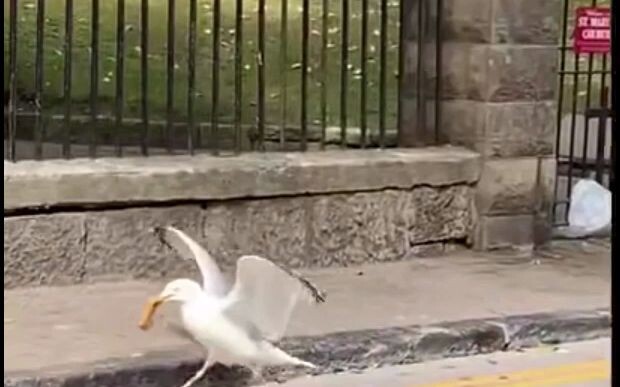 [Chinese Subtitles] Seagull Basic Routine