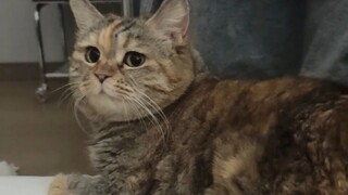 有礼貌的小猫会用屁股叫麻麻起床