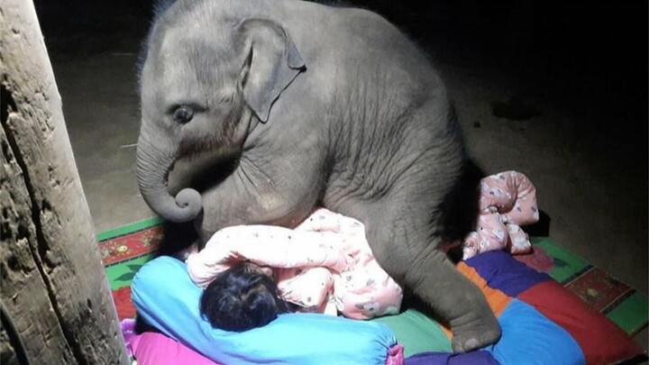 Si bayi gajah hanya ingin digendong penjaga untuk tidur, tapi cinta ini terlalu berat—penjaga tak sa